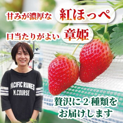いちご 紅ほっぺ・章姫(2種合計 約500-600g) 1箱