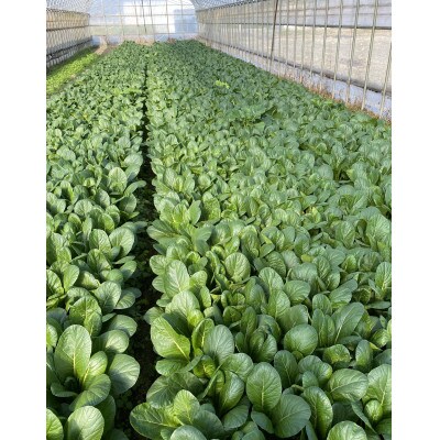 訳あり　季節の野菜セット4～6品詰め合わせ