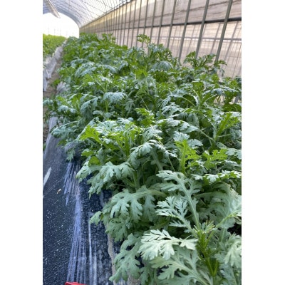 訳あり　季節の野菜セット4～6品詰め合わせ