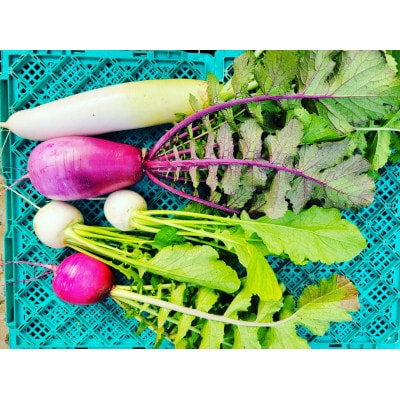 訳あり　季節の野菜セット4～6品詰め合わせ