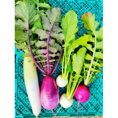 訳あり　季節の野菜セット4～6品詰め合わせ