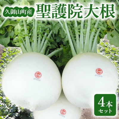京都府久御山 聖護院大根(淀大根)4本　おでんや煮物にぴったり