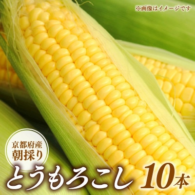 京都府久御山町 とうもろこし 10本