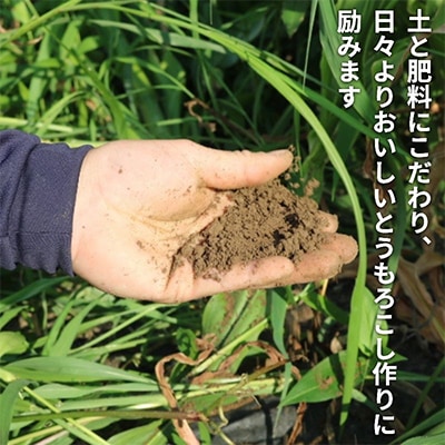 京都府久御山町 とうもろこし 10本