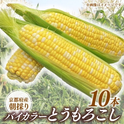 京都府久御山町 とうもろこし バイカラー 10本 朝採れコーン