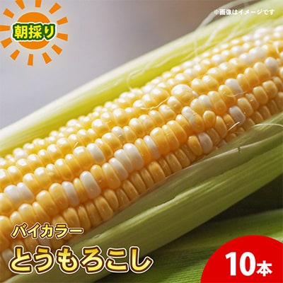 京都府久御山町 とうもろこし バイカラー 10本 朝採れコーン