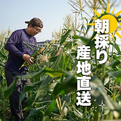 京都府久御山町 とうもろこし バイカラー 10本 朝採れコーン