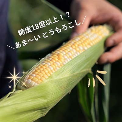 京都府久御山町 とうもろこし バイカラー 10本 朝採れコーン