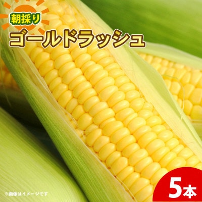 京都府久御山町 とうもろこし 5本 朝採り ゴールドラッシュ