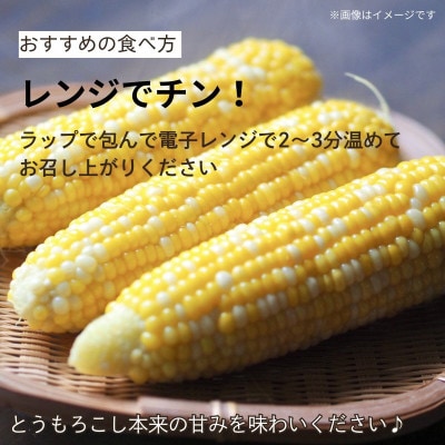 京都府久御山町 とうもろこし バイカラー 5本 朝採れコーン