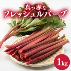 真っ赤なフレッシュルバーブ　1kg