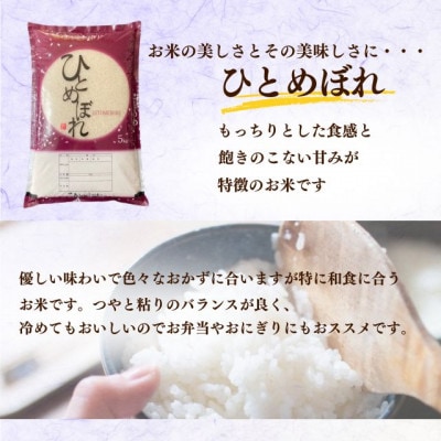 新米先行予約【令和8年産】ひとめぼれ精米10kg(5kg×2袋)一等米!　米　西郷村　農家直送