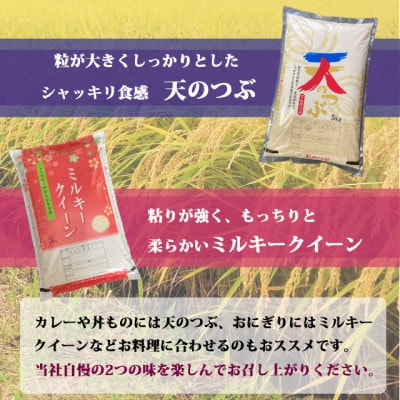新米先行予約!食べ比べセット!精米10kg【令和7年産】天のつぶ&ミルキークイーン1等米5kg×2袋