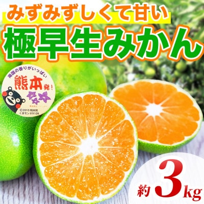 極早生みかん 2S～2L 約3kg (長洲町)
