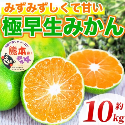 極早生みかん 2S～2L 約10kg (長洲町)