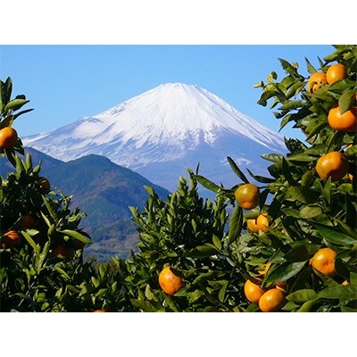 2月1日より発送【訳あり・無選別】家庭用におすすめ!農家直送温州みかん(青島)約10kg
