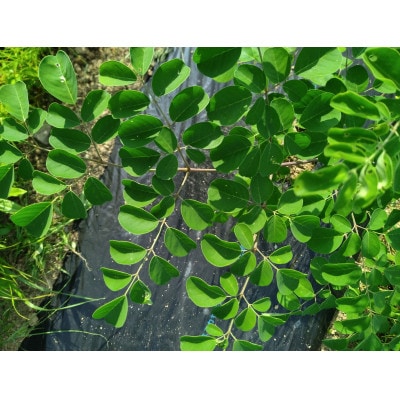 MUGI MORINGA POWDER　(奇跡の樹 モリンガ)30g×2袋
