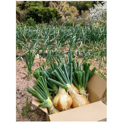 徳島県の小さな島　出羽島の玉ねぎ　てばたま3kg