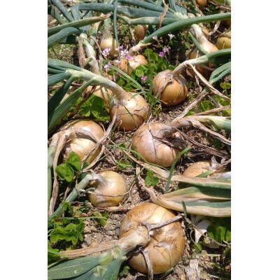 徳島県の小さな島　出羽島の玉ねぎ　てばたま3kg