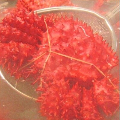 【北海道根室産】花咲ガニ1.3kg詰合せ(チルド便) SA-57010