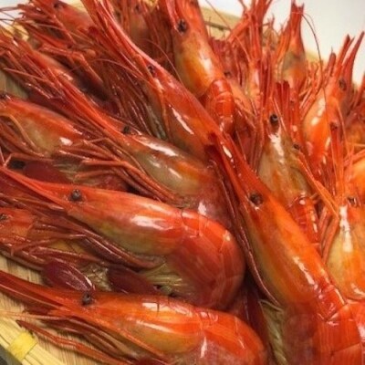 北海しまえび500g前後 A お礼品詳細 ふるさと納税なら さとふる