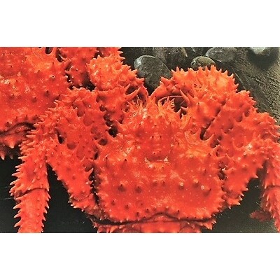 【北海道根室産】花咲がに姿1尾(1.8kg以上) SD-01006