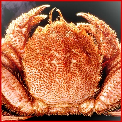 北海三大カニセット たらばがに足 毛ガニ ずわい D お礼品詳細 ふるさと納税なら さとふる