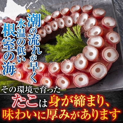 【北海道根室産】お刺身用たこ足2本(計2～2.5kg) C-30069