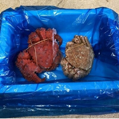 北海道根室産 花咲ガニ500g前後 1尾 毛ガニ350g前後 1尾 A お礼品詳細 ふるさと納税なら さとふる