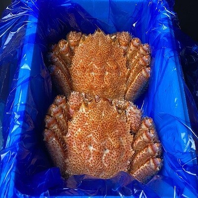 【北海道根室産】浜ゆで毛がに350g前後×2尾 A-21001