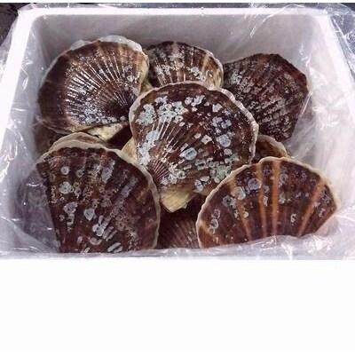 【北海道根室産】活ホタテ貝3kg詰合せ A-57030