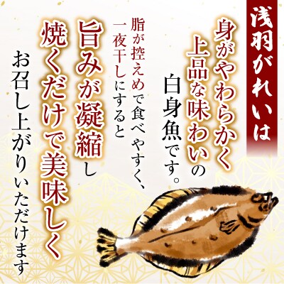 【北海道根室産】一夜干し浅羽がれい20枚 A-11059