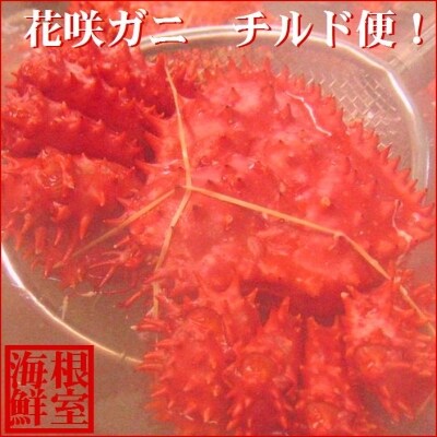 【北海道根室産】花咲ガニ1.3kg前後×1尾(チルド便) C-57020