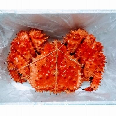 【北海道根室産】花咲がに1kg～1.2kg前後×1尾 C-57021