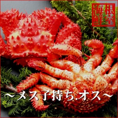 【北海道根室産】花咲ガニオス・メス(子持ち)各1尾(計1kg前後) C-57024