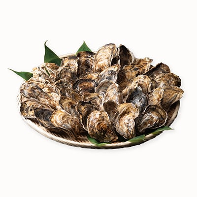 【北海道根室産】貝付き牡蠣40個[5月下旬以降発送] C-54008