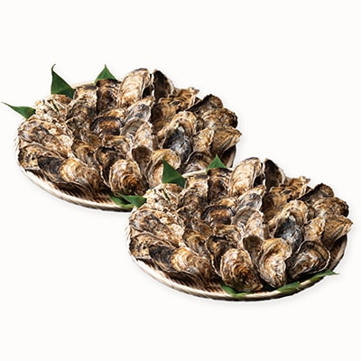 【北海道根室産】貝付き牡蠣80個[5月下旬以降発送] D-54008