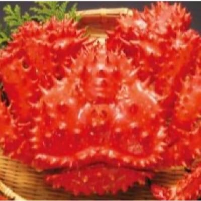 【北海道根室産】花咲ガニ800～900g×1尾 C-89003