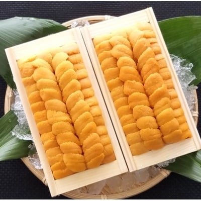 ムラサキウニ140g×2折[7月上旬以降発送] C-40001