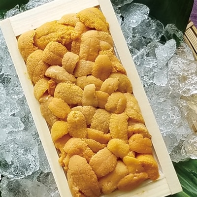 エゾバフンウニ100g×3折[2026年2月下旬以降発送]  D-40040