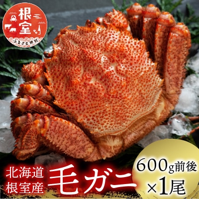 【北海道根室産】毛がに600g前後×1尾 B-21006