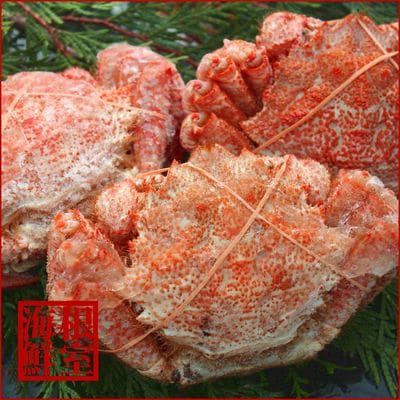 【北海道根室産】クリガニ3尾(計1kg前後) A-57053