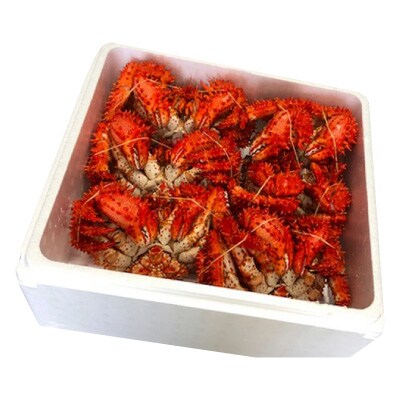 【北海道根室産】花咲かに500～650g×6尾 D-30043