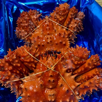 【北海道根室産】ボイル花咲かに3尾(計1.8kg) B-72005