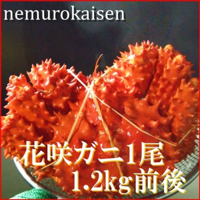 【北海道根室産】花咲ガニ1.2kg前後×1尾 D-57025