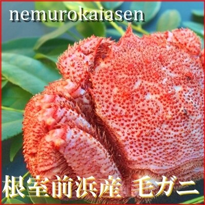 【北海道根室産】毛がに500～600g×1尾(チルド便) C-57035