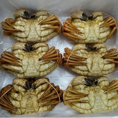 【北海道根室産】クリガニ6尾(計1.8kg前後) C-57037