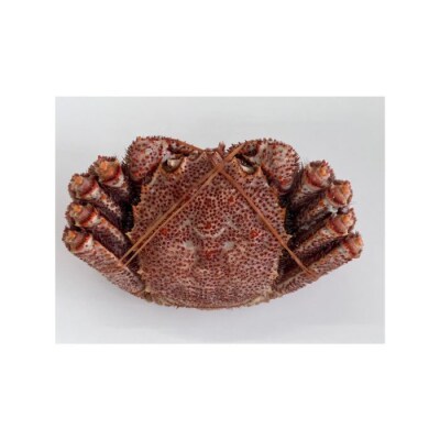 【北海道根室産】浜ゆで毛ガニ570g前後×1尾 B-83003