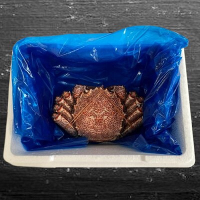 【北海道根室産】浜ゆで毛ガニ570g前後×1尾 B-83003