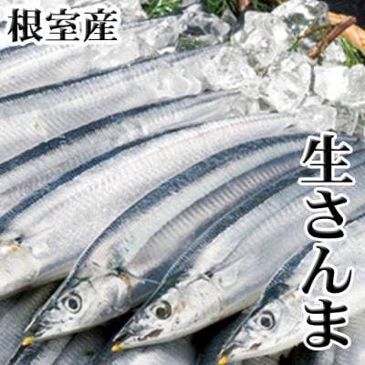【北海道根室産】冷凍生さんま5尾×2P G-36001